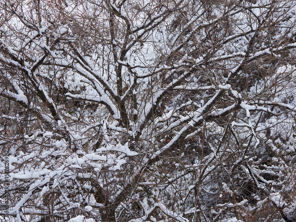 冬の中山道の観光名所馬籠宿の森の雪景色 冬の中山道の観光名所馬籠宿の森の雪景色