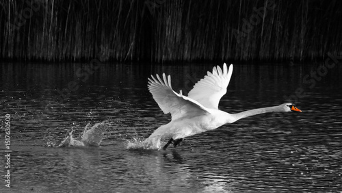 Fototapeta Naklejka Na Ścianę i Meble -  Take off, swan start to fly, bland and white, red snail.