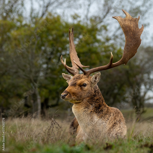 Male red deer lies comfortably