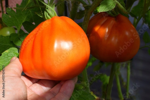 A woman picks a ripe large tomato in a greenhouse