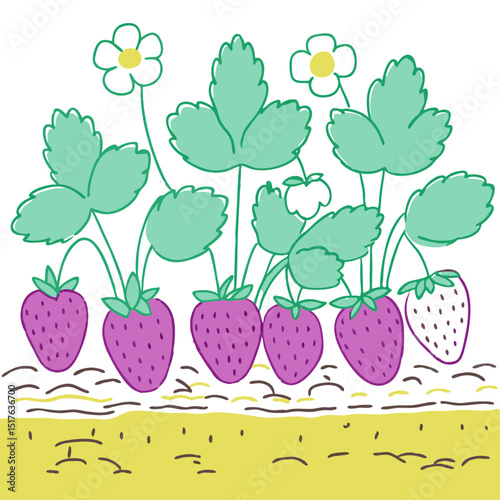 Colorful strawberry plants with flowers growing in garden soil  