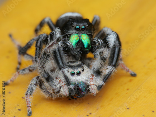A mating pair of Phidippus audax jumping spiders. The male, with striking metallic green chelicerae, is positioned over the lighter-colored female, 03 juny 2025 Indonesia photo