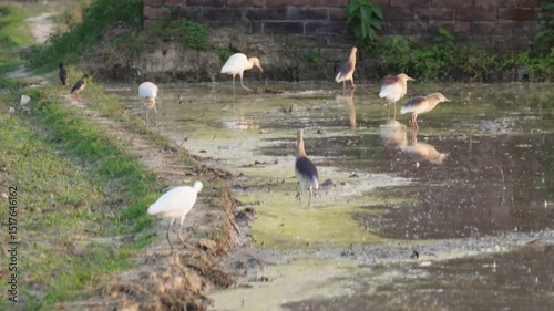 Egrets birds are catching and eating insect in flooded field