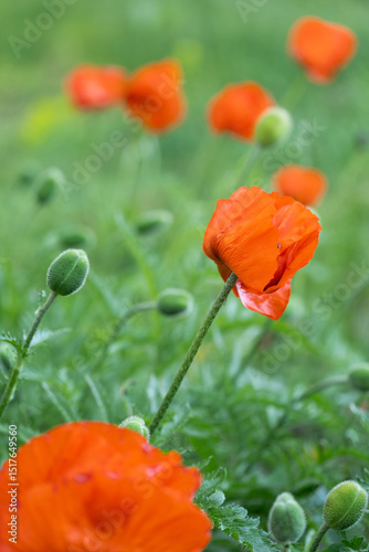 vertical image of a field with blooming poppies. bright red poppies, wild flowers