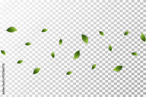 Organic green plants. Mint leaves forest poster. Flying foliage background. Vector. EPS 10.