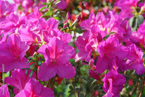 Blooming pink japan Azalea Ericaceae flowers, rhododendron flower macro, background. Evergreen decorative plant outdoor or in orangery in botanical garden. Gardeining, plant breeding