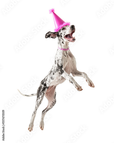 Lively Great Dane wearing pink party hat jumps excitedly, showcasing its playful spirit and joy. This energetic moment captures essence of celebration and fun