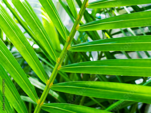 Green leaf close up background, leaves in park, clean nature fresh sping season, environment ecosystem change concept. photo