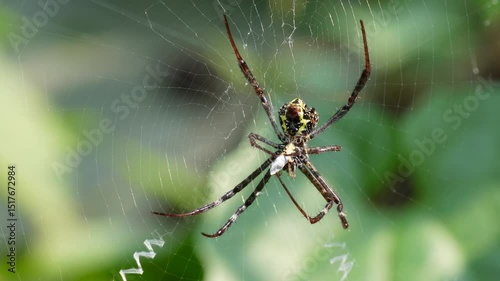 A spider catch and eating a ant on the net