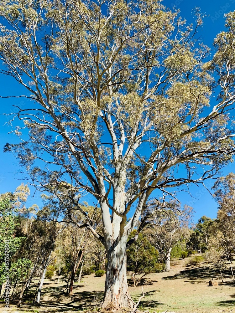 Fototapeta premium big tree