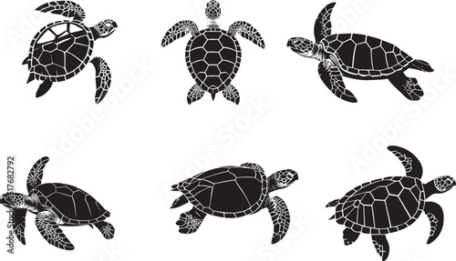 Vector illustration of sea turtles in different poses on a white background with details