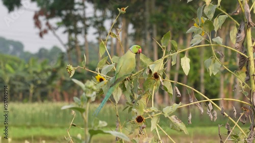 Rose-ringed Parakeet (Psittacula krameri), also known as the ring-necked parakeet