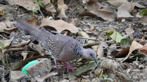 Spotted Dove (Spilopelia chinensis), also known as the eastern spotted dove resting on the ground