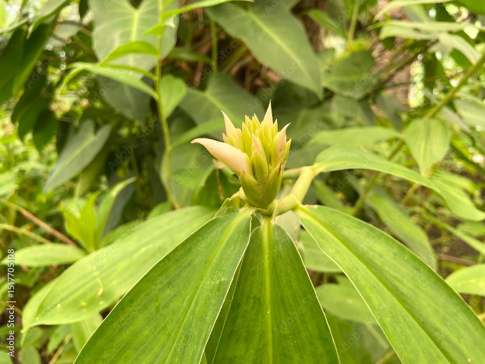 Obraz premium Close-up of Indian Head Ginger about to bloom.