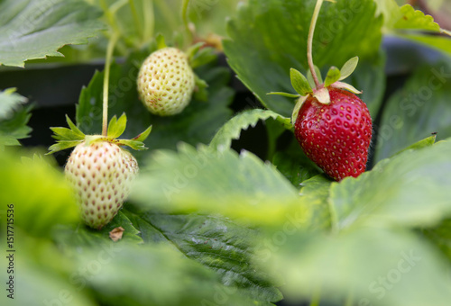 Strawberries in pot