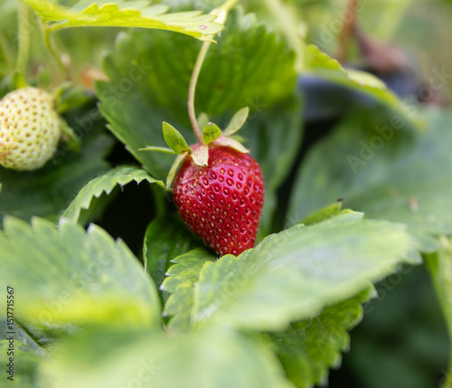 Strawberries in pot