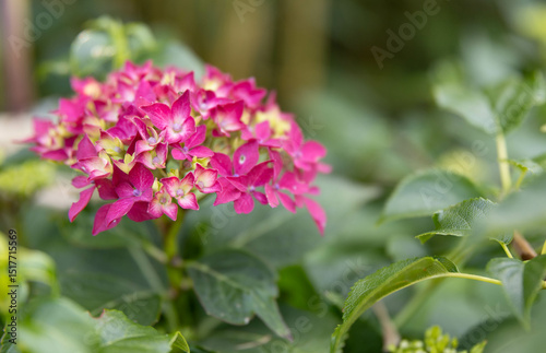 purple lilac flowers