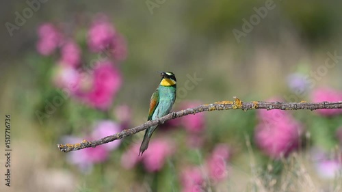 A colorful bird perched on a lichen-covered branch in the background of pink wildflowers, holding an insect caught in its beak. European Bee-eater, Merops apiaster.
