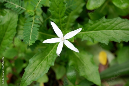 Hippobroma longiflora, also known as Star of Bethlehem photo