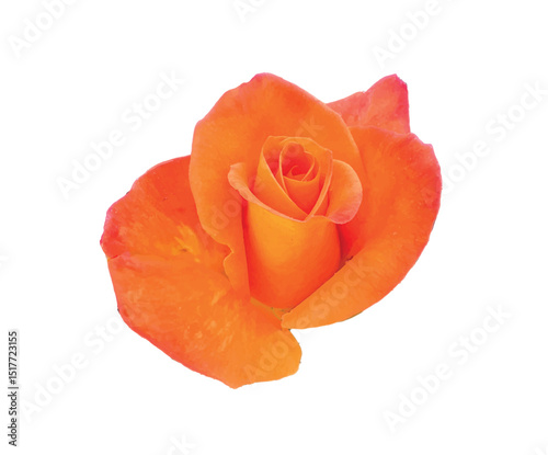 Isolated orange rose (Rosa hybrida) flower in full bloom on white background, detailed vector illustration in EPS10 format, ideal for botanical and romantic design projects.