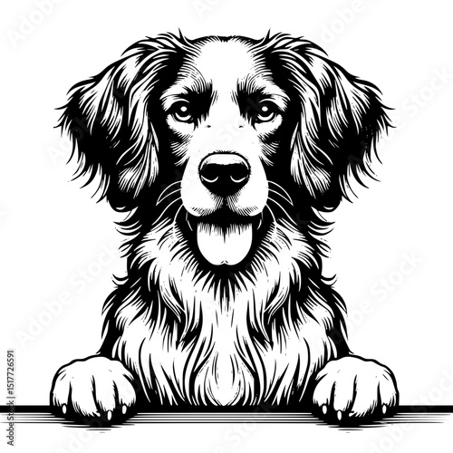 Brittany Peeking Dog Vector Illustration Isolated on White