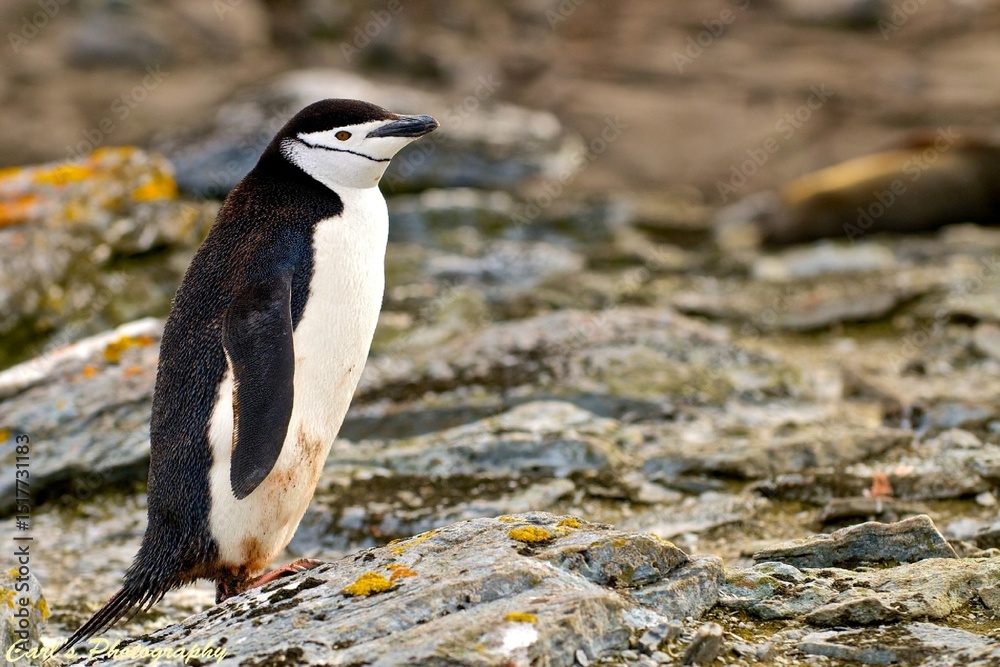 Fototapeta premium The Bold Line: Life of the Chinstrap Penguin in Antarctica