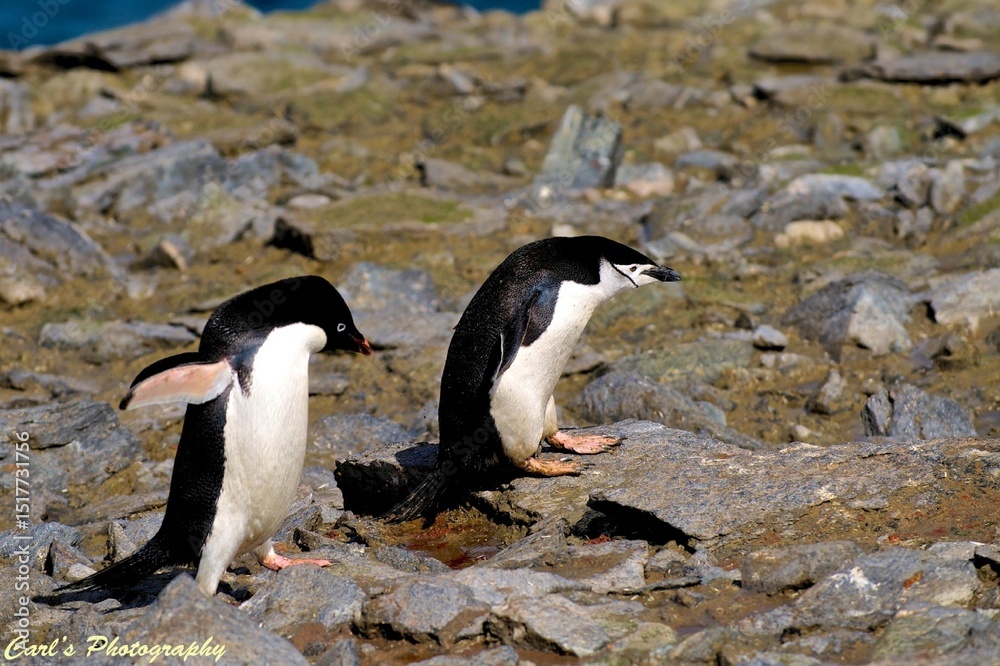 Fototapeta premium The Bold Line: Life of the Chinstrap Penguin in Antarctica
