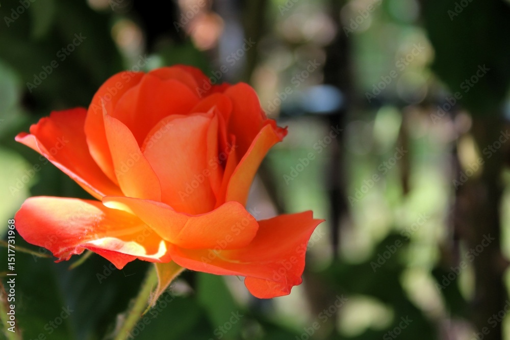 orange rose orange rose