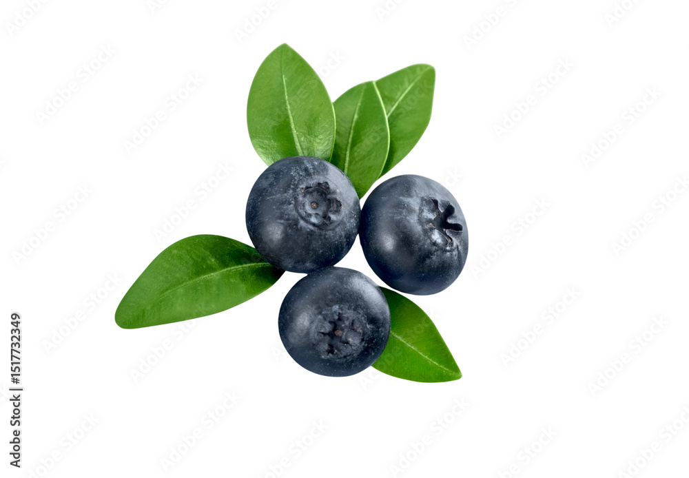 three blueberries isolated on white three blueberries isolated on white