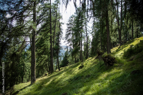 Natural outdoor scenery with pine trees