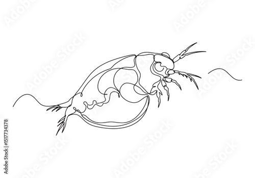 Elegant Daphnia Magna, A Delicate Water Flea in Continuous Line