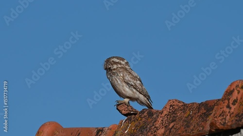 On the roof of an old mountain house, perched on red tiles against the blue sky, an owl watches its surroundings. Little Owl, Athene noctua.