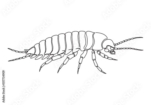 Rhyniognatha insect drawn in continuous line style art minimalis