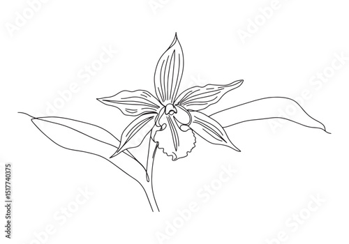 Elegant Peruvian Inca Orchid Illustration in Continuous Line Art