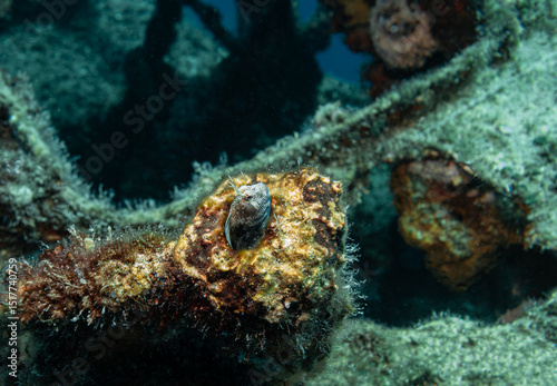Blenny in  a hole on the Wreck of HMAS Swan, Dunsborough, Western Australia, Australia photo
