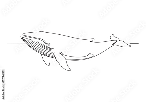 Elegant fin whale illustration in continuous line style monochro