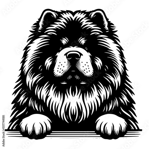 Chow Chow Peeking Dog Vector Illustration Isolated on White