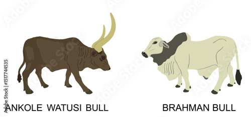 Ankole Watusi cow against Brahman bull vector illustration isolated. Boss Taurus. Long horn cow. African bull. Zebu ox. Strong powerful animal. Farm livestock. Herbivore cattle. Organic food.