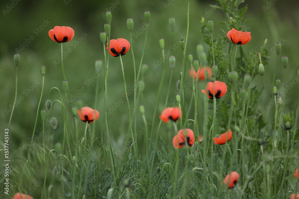 Obraz premium Small wild red poppies in green grass on the wild field 