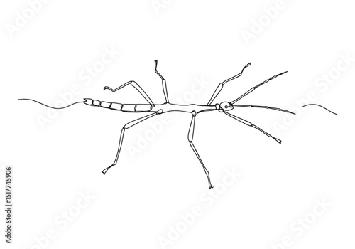 Lord Howe Island stick insect single continuous line drawing iso