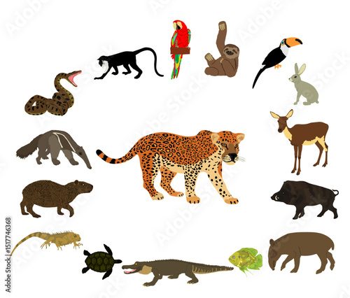 Jaguar diet set vector illustration isolated. Silent killer, hungry wild cat hunting. Hunter animal need food. Ambush attack hunt for prey. Panther lurking. Caiman, monkey, deer, snake, bird, boar...