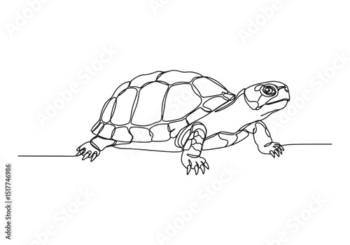 Elegant box turtle illustration created using a continuous line