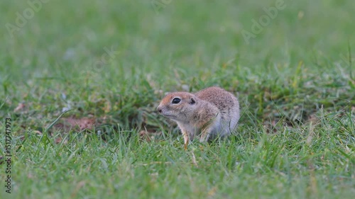 A small, cute squirrel that feeds on plants on green grass, but is afraid and hides in its nest. Anatolian Souslik-Ground Squirrel Spermophilus xanthoprymnus