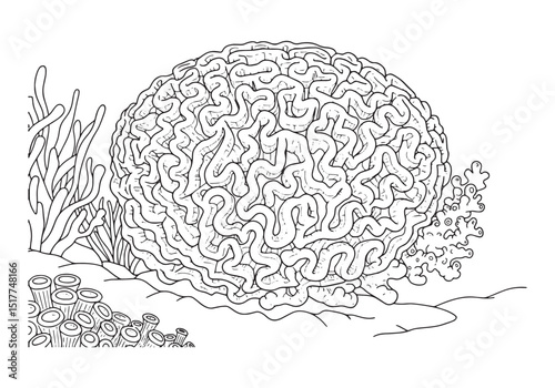 Detailed brain coral coloring page illustration for creative fun