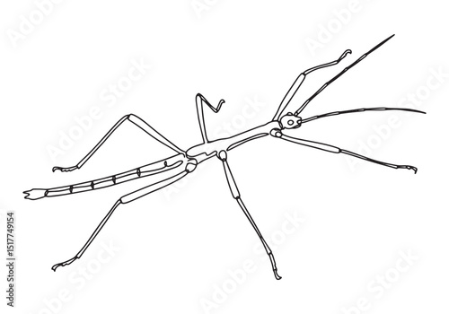 Elegant continuous line drawing of a stick insect with delicate