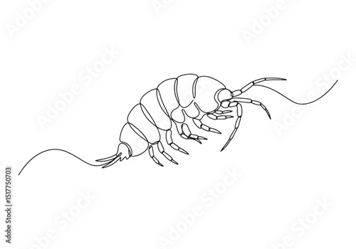 Monoline Drawing of an Amphipod Crustacean on White Background