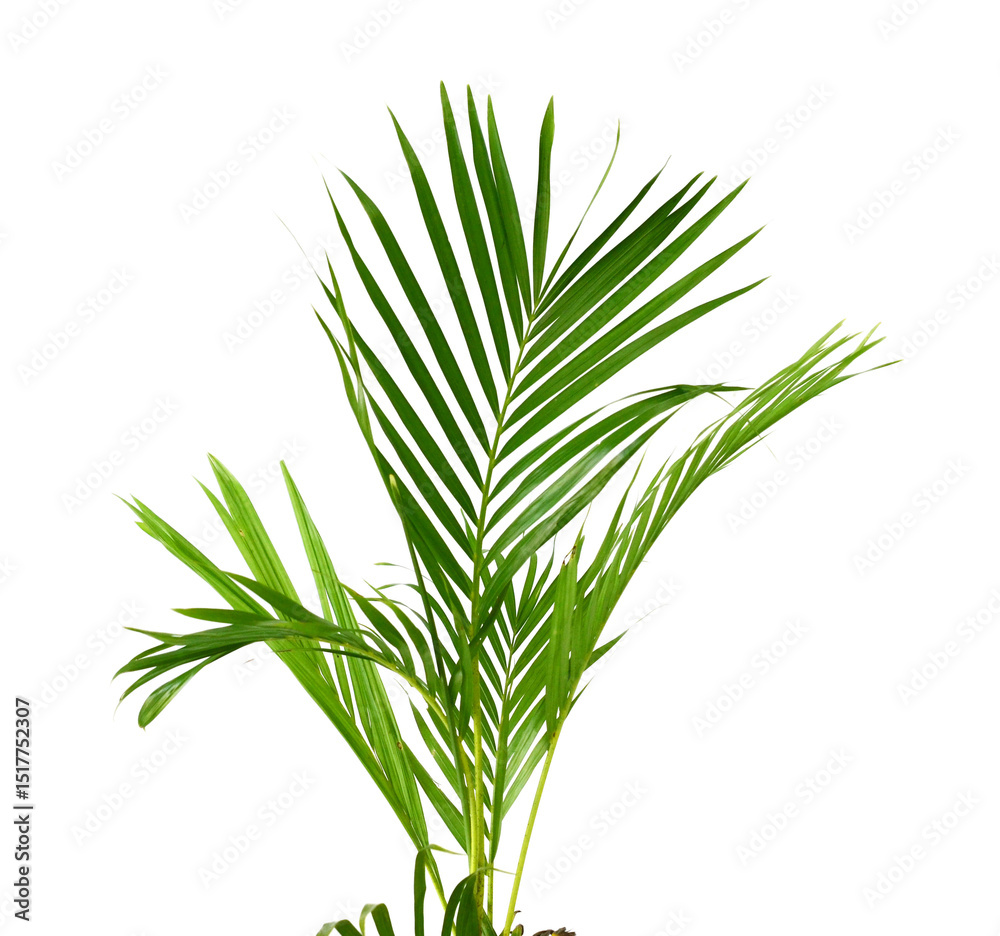 Fototapeta premium Palm leaves The green leaves of palm trees rests on white background.