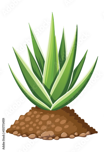 Large Aloe Vera Plant Green Spiky