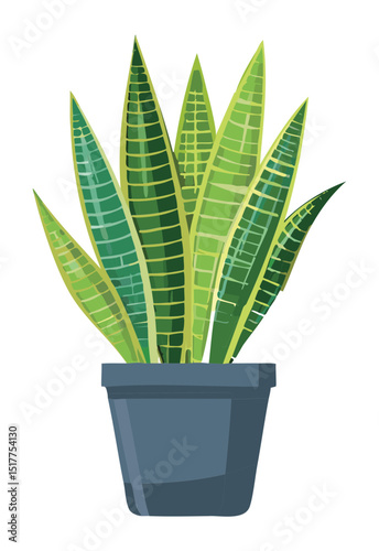 Green Snake Plant in White Pot