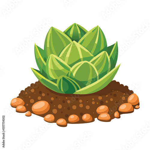 Green Rosette Succulent Plant on Soil